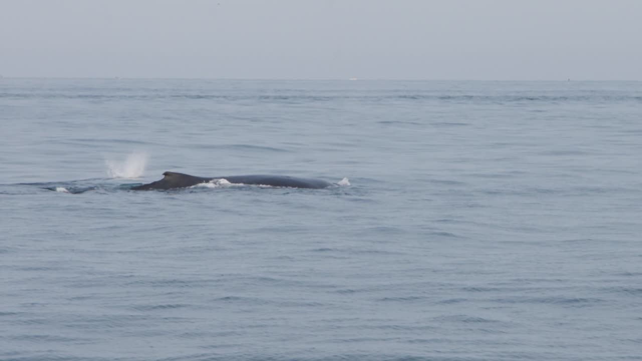 Spouting whale emerging from ocean waters, with mist rising from its blowhole