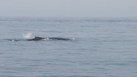 spouting whale emerging from ocean waters, with mist rising from its blowhole