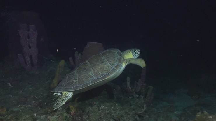 A green turtle swimming away from the camera on a night dive