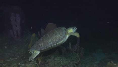 a green turtle swimming away from the camera on a night dive