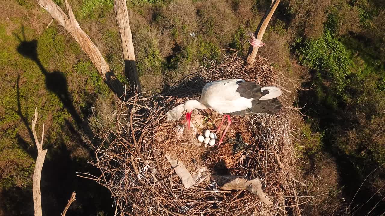 Wonderful wildlife Birdseye aerial drone shot the stork mother female animal with some white eggs on the nest at top of tree in summer season in nature scenic landscape rural village countryside iran
