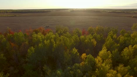 Beautiful-aerial-sunset-scene-of-flat-farmland-with-tall-hardwood-trees-in-the-foreground-and-bright-Autumn-colors