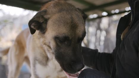 Imágenes-En-Cámara-Lenta-De-Manos-Acariciando-El-Cuello-Y-La-Cabeza-De-Un-Perro.