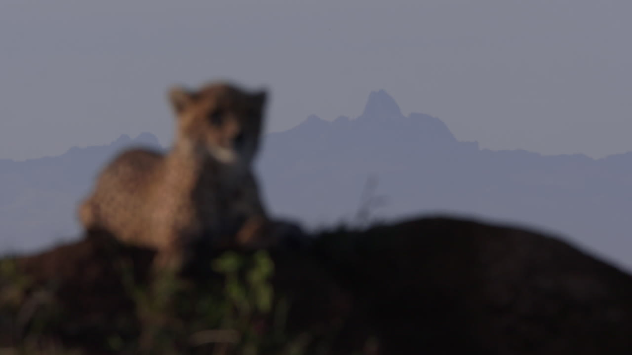 Soft Focus Cheetah Cub Resting with Mountains in Background