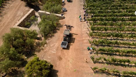 aerial view dolly in of a tractor transporter with a bin full of grapes, vineyard in leyda valley, chile