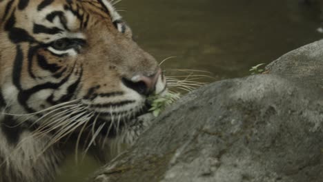 Tiger-Hinter-Einem-Felsen,-Der-Sich-Umdreht-Und-Direkt-In-Die-Kamera-Schaut