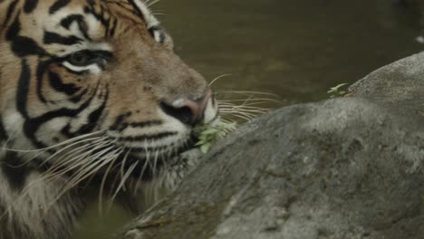 tiger behind rock turning around and look straight into camera