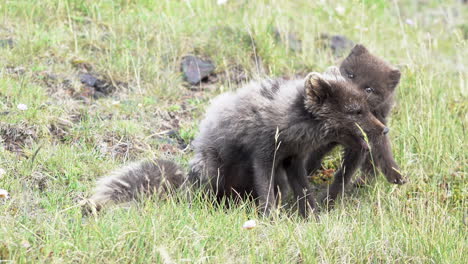 Two-brown-polar-foxes:-mother-and-cub-playing-wildly-on-green-meadow