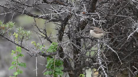 Whitethroat-Común-Alimentándose-En-El-Bosque