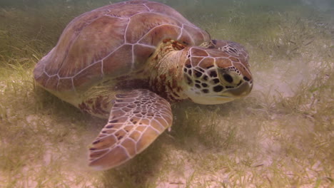 tortue à tête de loup sous-marine