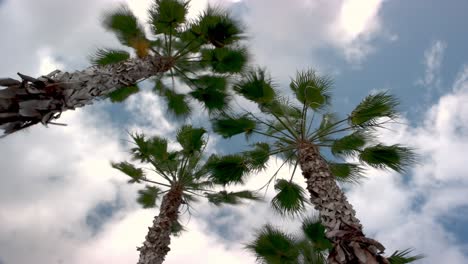 a sliding time lapse looking up a florida palm tree, this time lapse has vertical movement and the clouds rushing up above