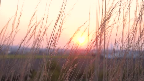 Tall-glass-blows-in-the-wind-while-the-sun-sets