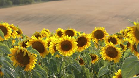 Hermoso-Paisaje-Con-Girasoles-Amarillos---Cerrar