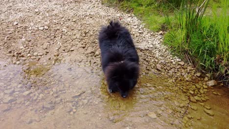 Pomeranian-barking-and-drinking-from-a-shallow-river