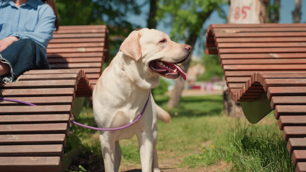 강아지들과 견주들이 공원 환경에서 휴식을 취하고, 개와 사람들이 즐거운 야외 활동 중에 휴식을 취하며, 반려동물인 개와 견주가 야외 레크리에이션 공간에서 평화롭게 함께 휴식을 취해요.