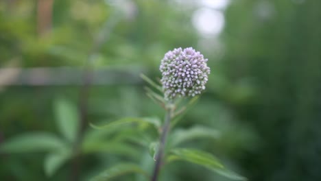 Gravel-Root,-slow-motion-and-close-up-at-a-herb-garden