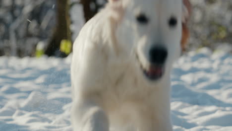 a golden retriever runs through the snow from its owner. slow motion 4k video