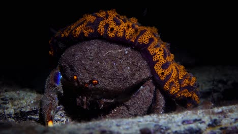 southern sponge crab austrodromidia australis edithburgh south australia 4k 25fps