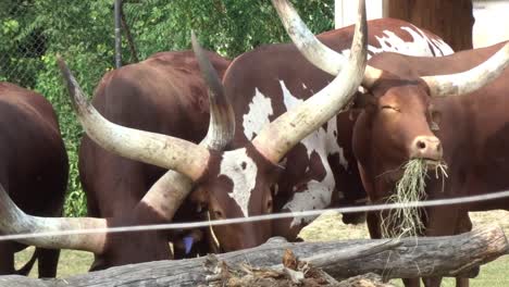 a herd of african bulls gathered together