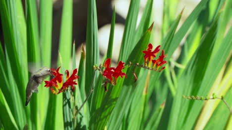 hummingbird at a crocosmia flower