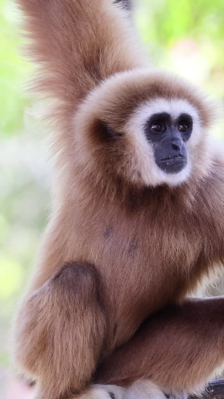 gibones que interactúan en un hábitat natural