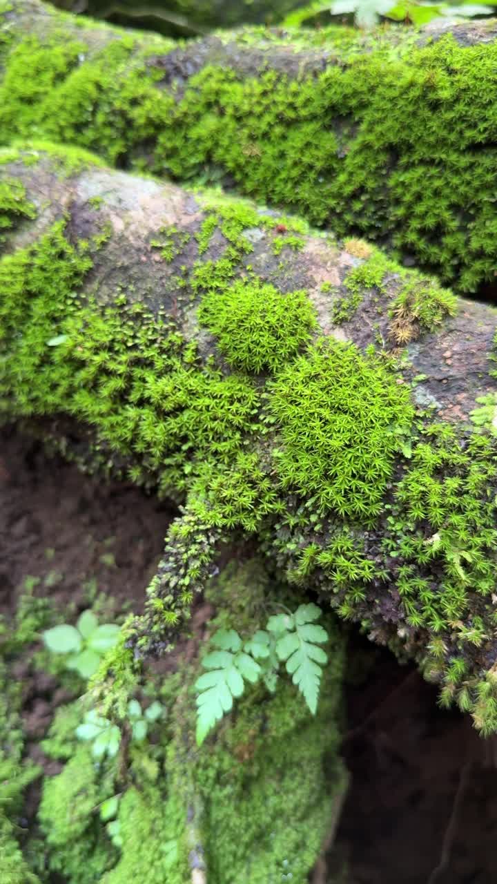 Primo piano di muschio verde rigoglioso che cresce su un tronco d'albero