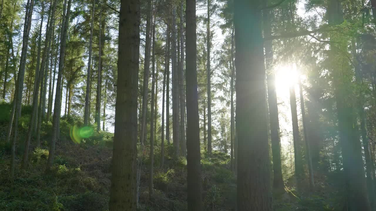 una cámara rueda suavemente hacia la izquierda a través de un denso bosque de árboles en pie mientras brillantes rayos de luz dorada iluminan los vibrantes árboles verdes y el suelo del bosque