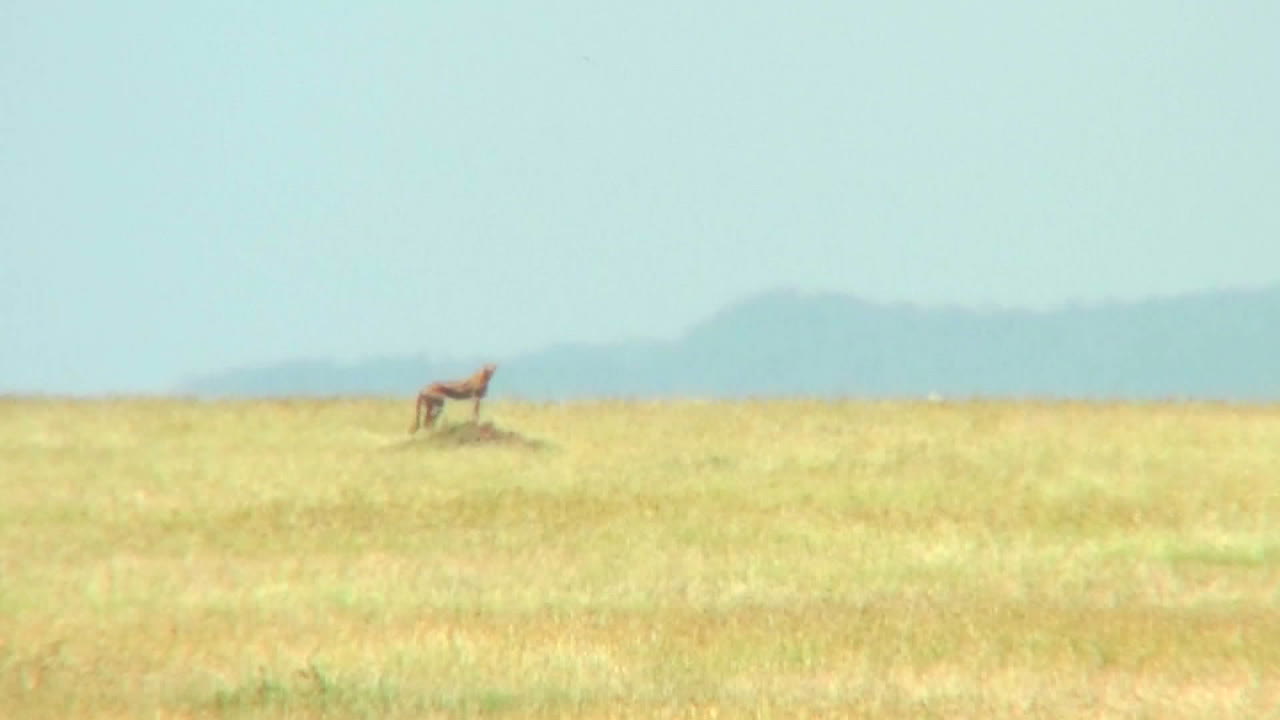 세렝게티의 먼 치타