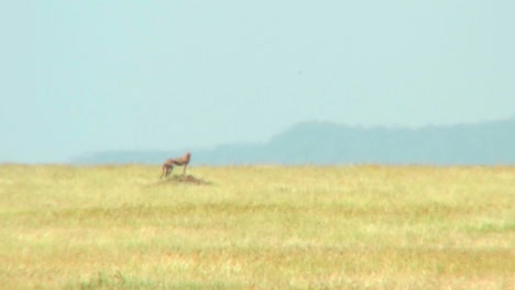 Un-Guepardo-Distante-En-El-Serengeti