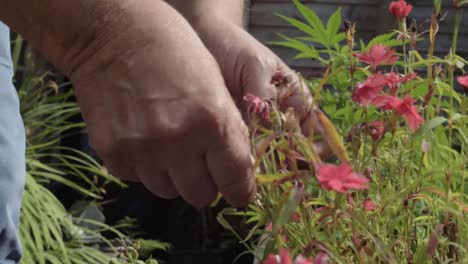 園丁的手在花園裡照顧花朵,近距離拍攝