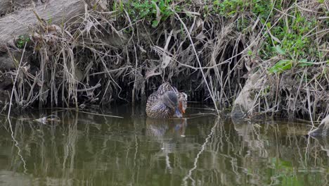 Gallina-Hembra-Pato-ánade-Real-Bañándose-Y-Limpiando-En-El-Arroyo-Del-Río-Yangjaecheon-En-Seúl,-Corea-Del-Sur