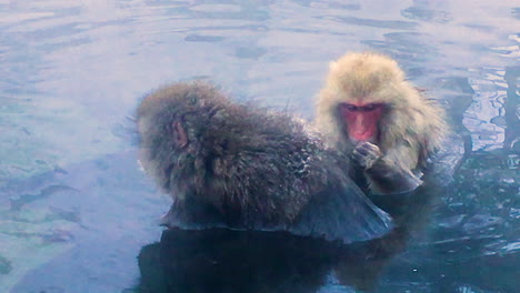 couple monkey sitting in hot spring cleaning each other at snow monkey park japan