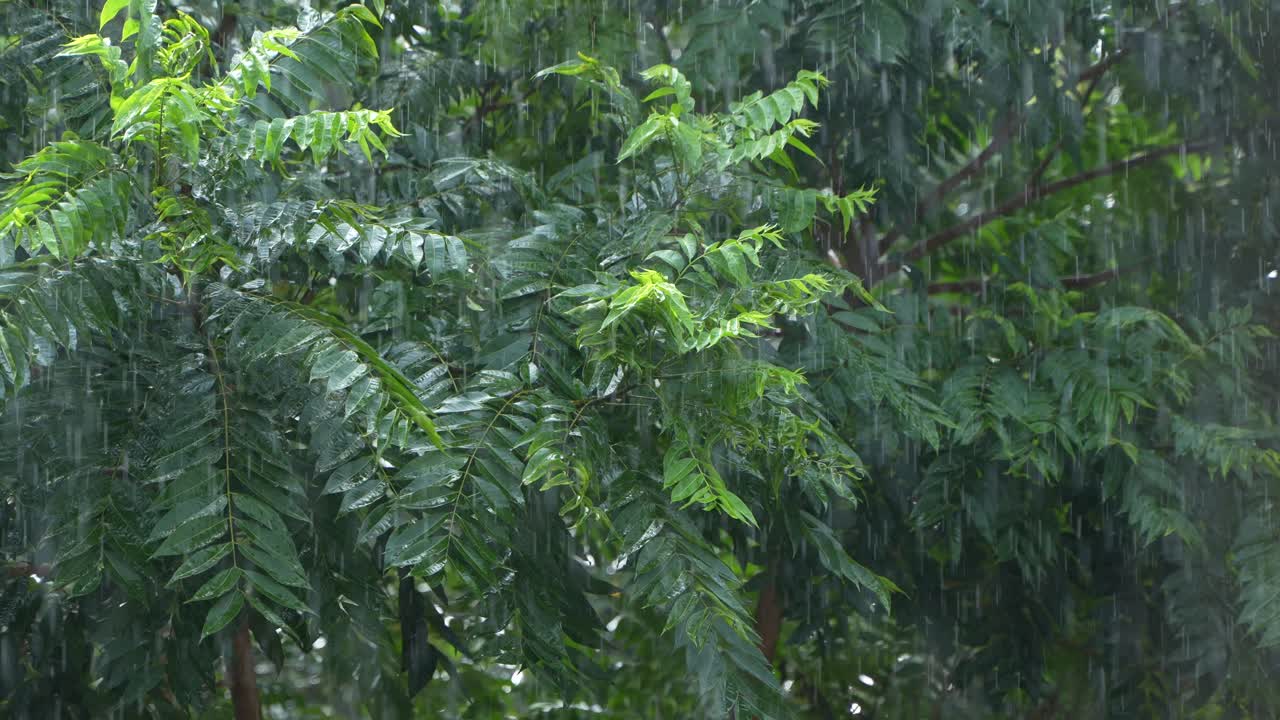 Due to the influence of the southwest monsoon, various parts of India experience heavy rainfall during the monsoon season