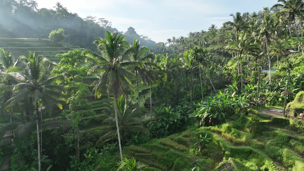 Palme che si ergono in una risaia a Bali.