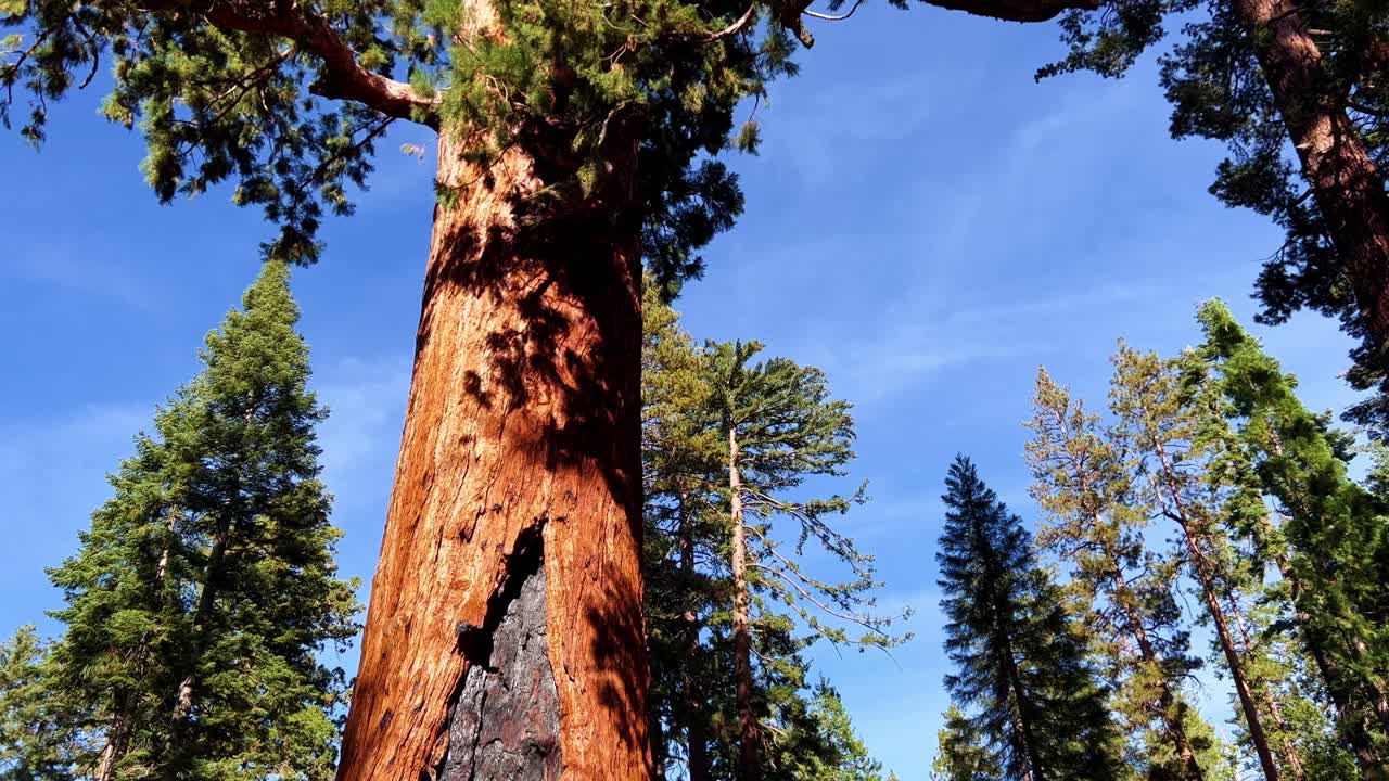 Vista dell'albero Grizzly Giant con danni visibili da incendio sul tronco, seguita da un'inclinazione verso l'alto che ne rivela l'altezza imponente e la foresta circostante