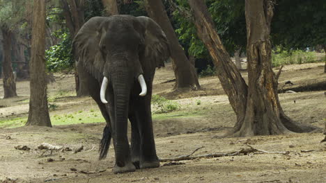 mighty african elephant bull walks through winterthorn forest towards camera