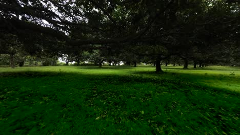 a peaceful mango orchard featuring lush green grass, aligned rows of mango trees, and a rich canopy under bright natural light.