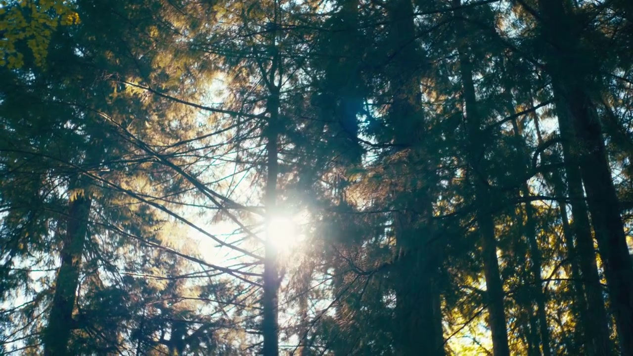 Luz del sol brillando entre los densos árboles de un pinar.