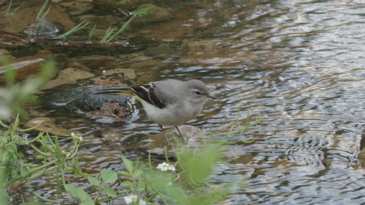 Juvenile grey wagtail standing on pebble in shallow stream catching flies