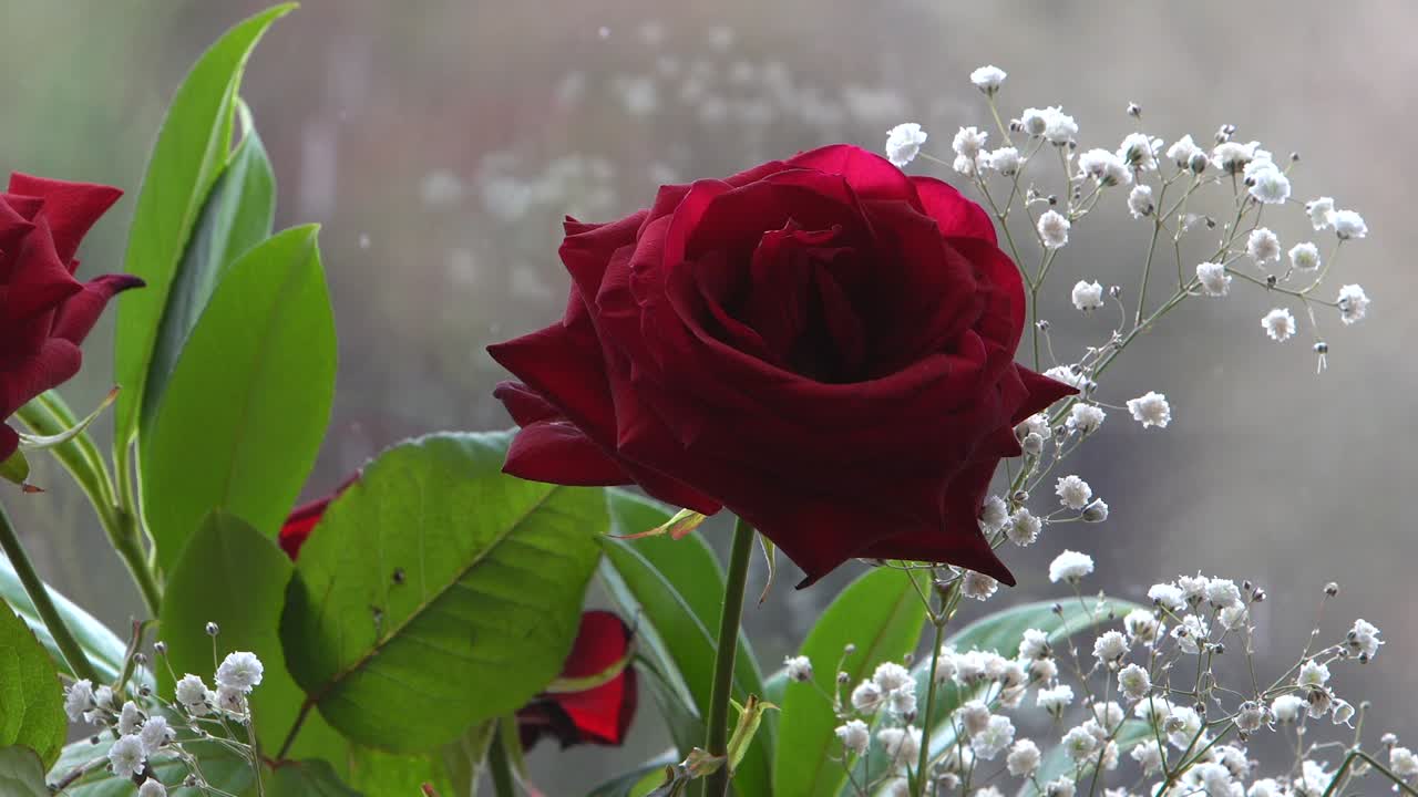 겨울 폭설 동안 창 옆에 빨간 장미