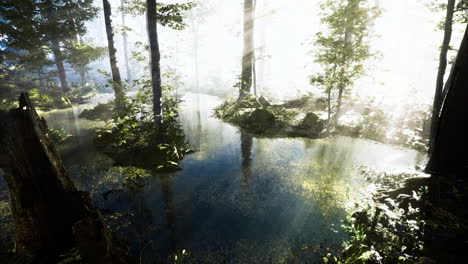 mysterious forest with shimmering water and soft light filtering through trees