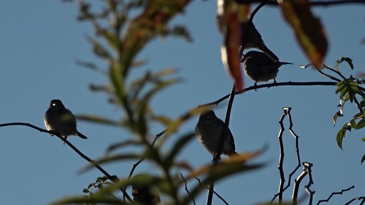 Bird Tempelhof Flughafen Berlin Germany HD 5 sec.mp4
