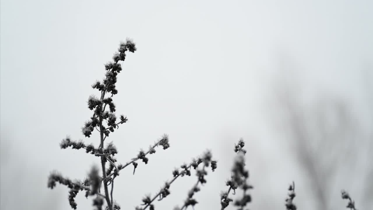 반즈 커먼, 런던, 영국과 함께 안개 속의 꽃을 닫습니다
