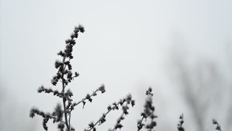 close up of a flower in the fog with barnes common, london, united kingdom