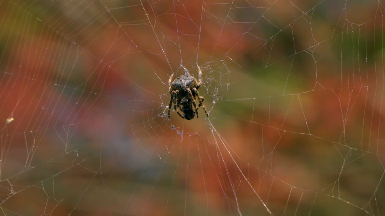 Macro de una araña de jardín esperando en una intrincada tela con un colorido fondo bokeh de follaje otoñal durante el día