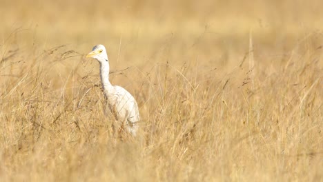 Kuhreiher-Auf-Der-Jagd-Nach-Fliegenden-Und-Versteckten-Insekten-Im-Schwankenden-Grasland-Zusammen-Mit-Den-Schwalben-In-Indien