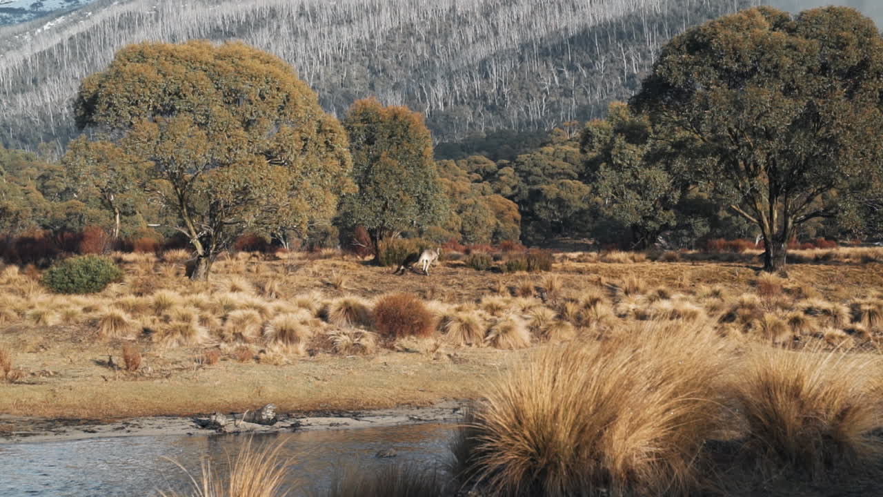 дикий восточный серый кенгуру скачет по альпийскому травяному полю, замедленная съемка