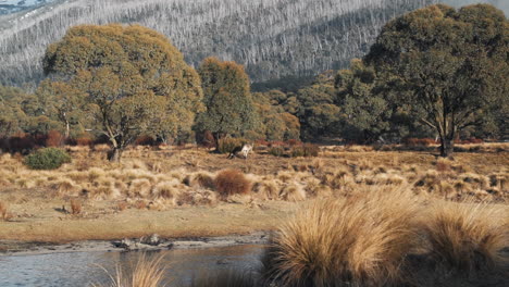 Wild-Eastern-Grey-Kangaroo-Hopping-Across-Alpine-Herbfield,-Slow-Motion