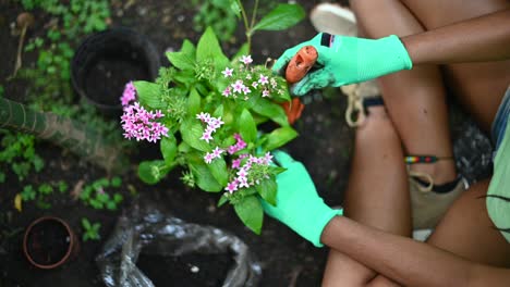 ethnic woman planting flowers in pots in greenhouse