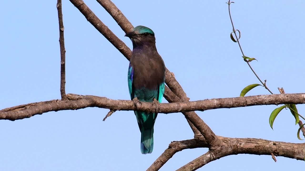 인디언 롤러는 태국에서 흔히 볼 수 있으며 지방 및 국립 공원을 여행할 때 쉽게 볼 수 있습니다.